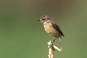 DPPhotography - Morocco - Stonechat - B