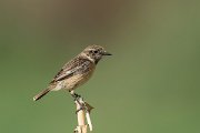 DPPhotography - Morocco - Stonechat - C