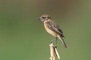 DPPhotography - Morocco - Stonechat - D
