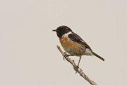 DPPhotography - Morocco - Stonechat - E