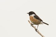 DPPhotography - Morocco - Stonechat - F