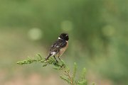 DPPhotography - Morocco - Stonechat - G