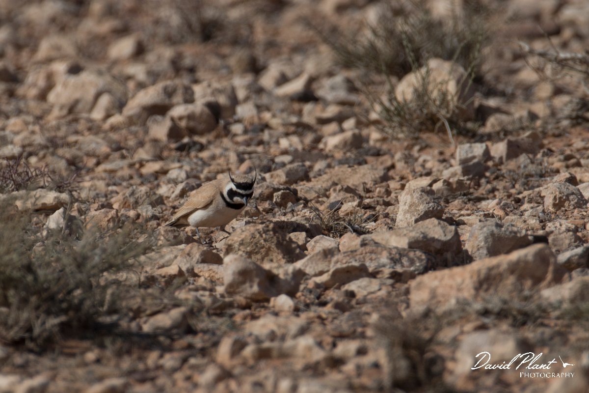 DPPhotography - Morocco - Temminck's lark - A.jpg - Temminck's lark - Tagdilt track, Morocco