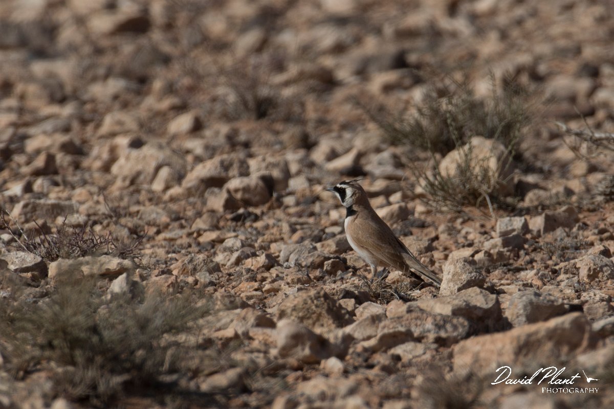 DPPhotography - Morocco - Temminck's lark - B.jpg - Temminck's lark - Tagdilt track, Morocco