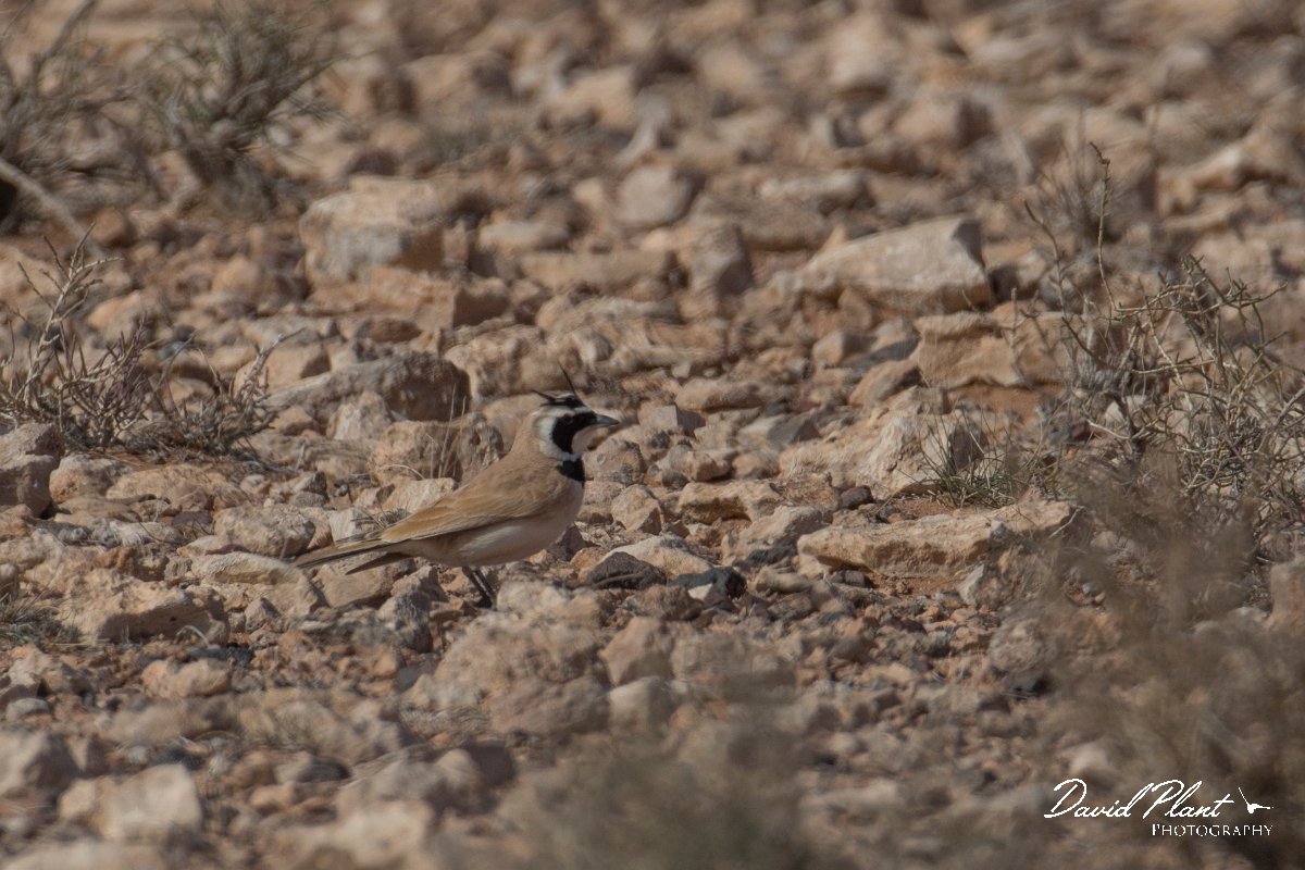 DPPhotography - Morocco - Temminck's lark - C.jpg - Temminck's lark - Tagdilt track, Morocco