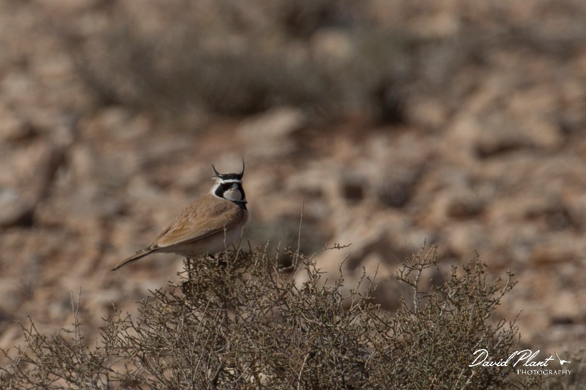 DPPhotography - Morocco - Temminck's lark - D.jpg - Temminck's lark - Tagdilt track, Morocco