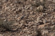 DPPhotography - Morocco - Temminck's lark - A
