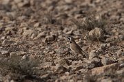DPPhotography - Morocco - Temminck's lark - B