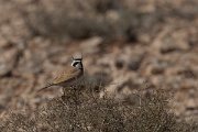 DPPhotography - Morocco - Temminck's lark - D