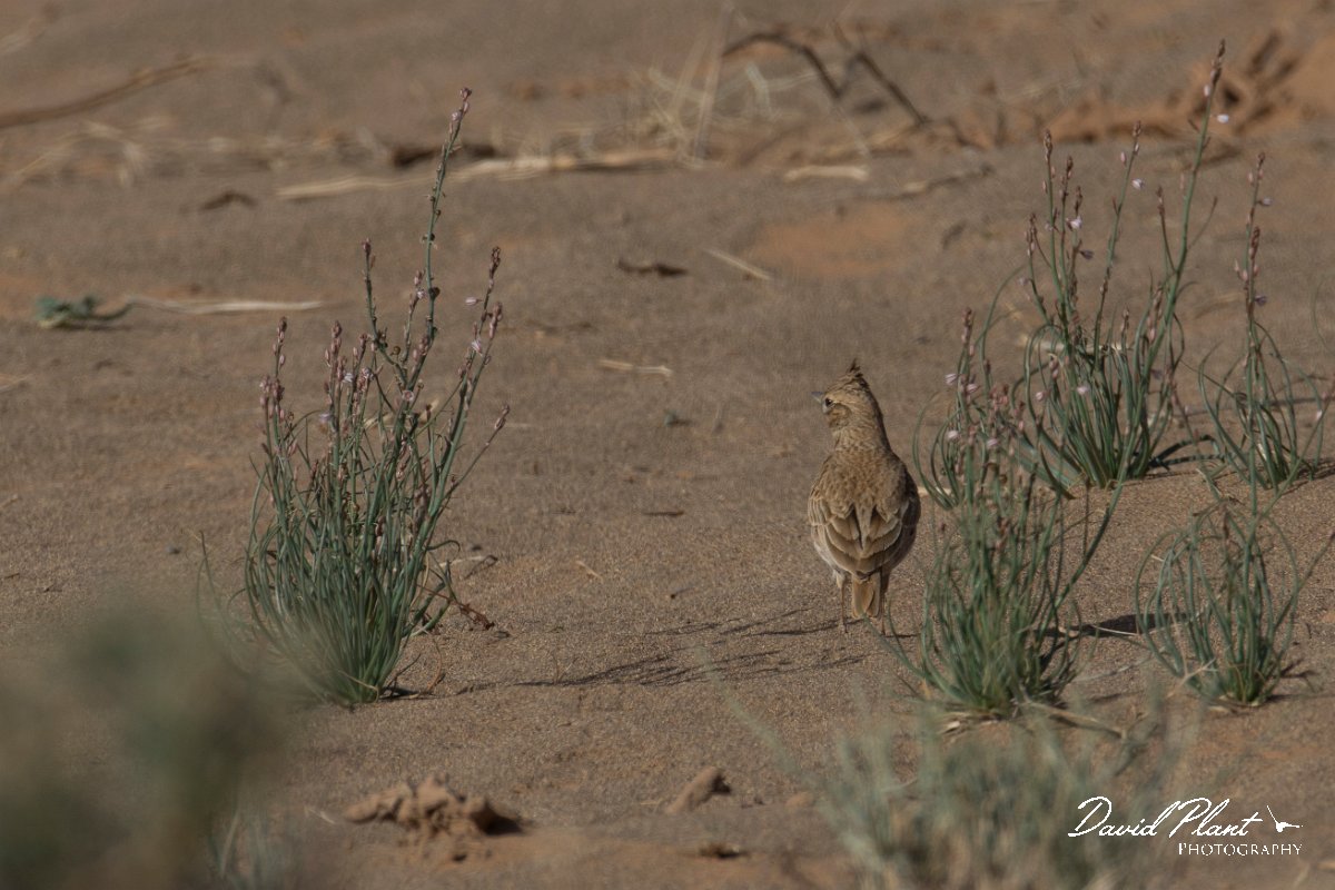 DPPhotography - Morocco - Thekla lark - A.jpg - Thekla lark - Oued Rheris, Morocco