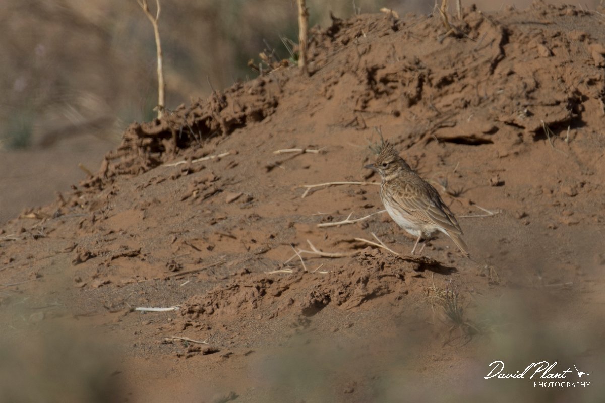 DPPhotography - Morocco - Thekla lark - B.jpg - Thekla lark - Oued Rheris, Morocco
