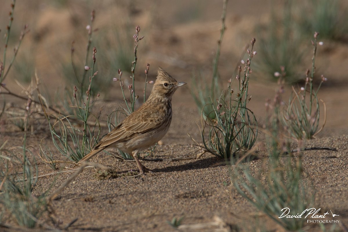 DPPhotography - Morocco - Thekla lark - C.jpg - Thekla lark - Oued Rheris, Morocco