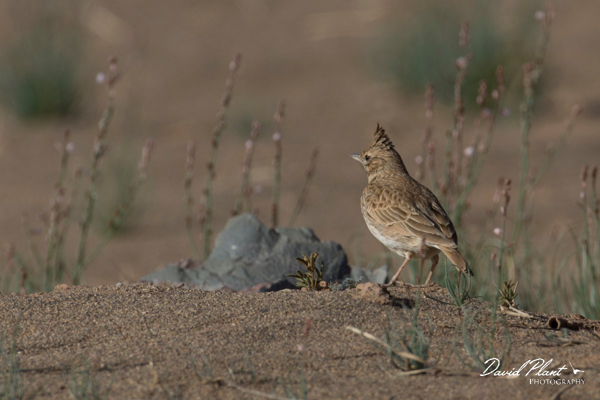 DPPhotography - Morocco - Thekla lark - D.jpg - Thekla lark - Oued Rheris, Morocco
