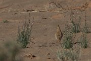DPPhotography - Morocco - Thekla lark - A