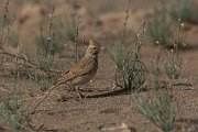 DPPhotography - Morocco - Thekla lark - C