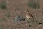 DPPhotography - Morocco - Thekla lark - D
