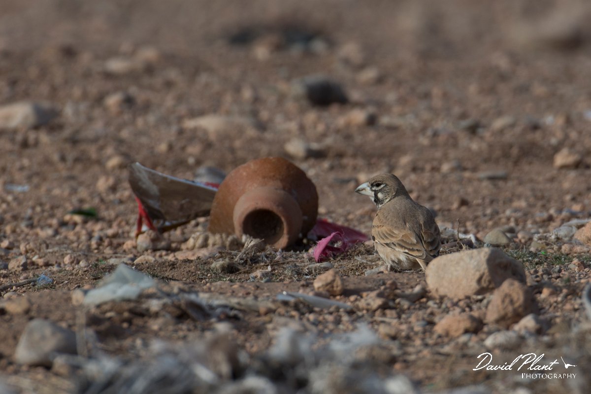 DPPhotography - Morocco - Thick-billed lark - B.jpg - Thick-billed lark - Tagdilt dump, Morocco