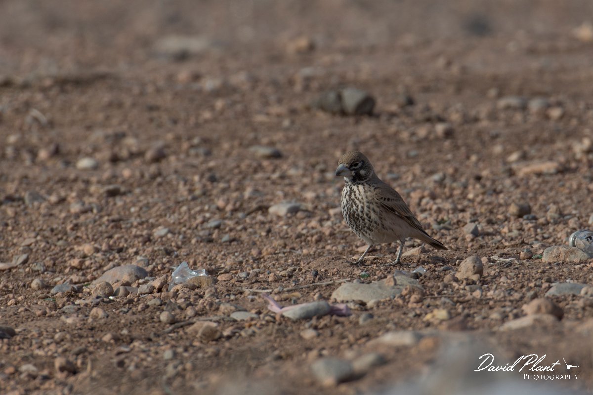 DPPhotography - Morocco - Thick-billed lark - C.jpg - Thick-billed lark - Tagdilt dump, Morocco
