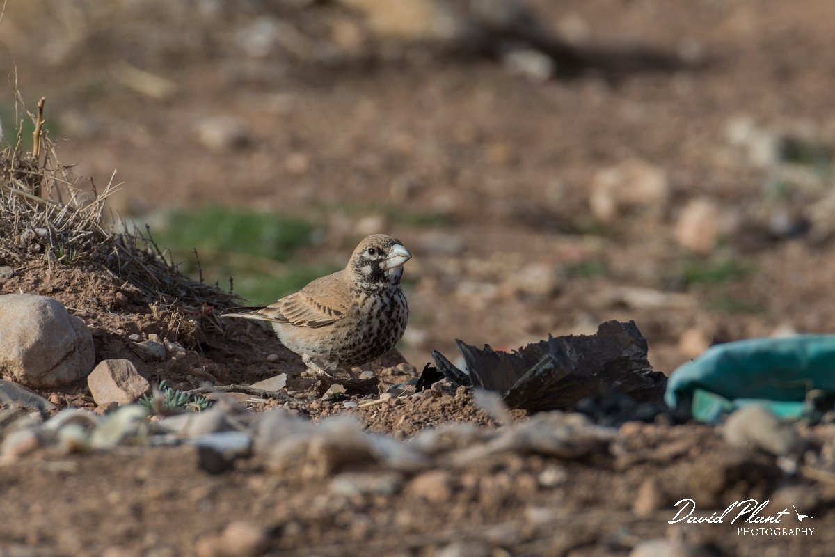 DPPhotography - Morocco - Thick-billed lark - D.jpg - Thick-billed lark - Tagdilt dump, Morocco