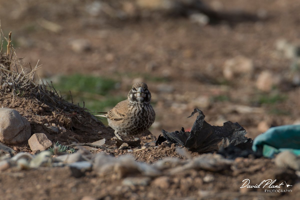 DPPhotography - Morocco - Thick-billed lark - E.jpg - Thick-billed lark - Tagdilt dump, Morocco