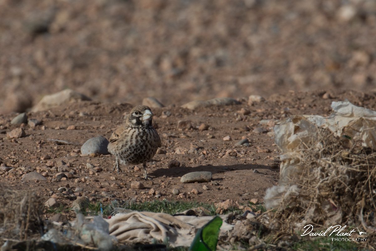 DPPhotography - Morocco - Thick-billed lark - F.jpg - Thick-billed lark - Tagdilt dump, Morocco