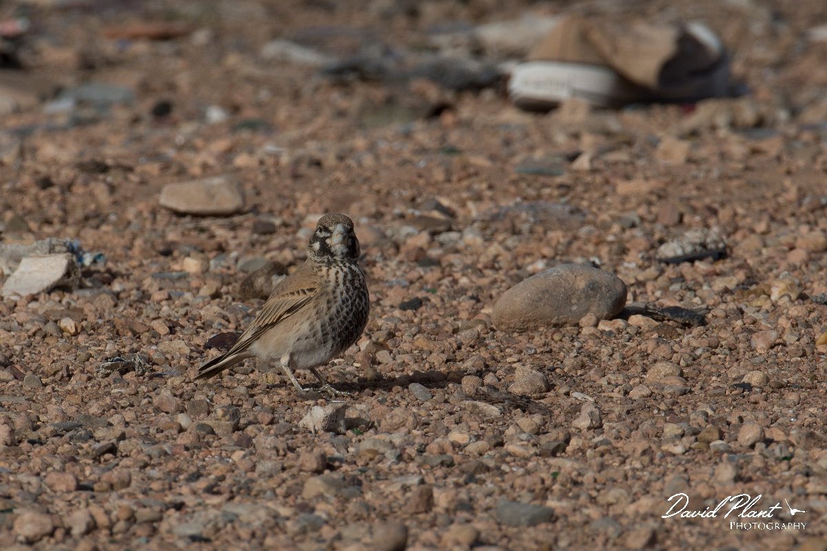 DPPhotography - Morocco - Thick-billed lark - H.jpg - Thick-billed lark - Tagdilt dump, Morocco