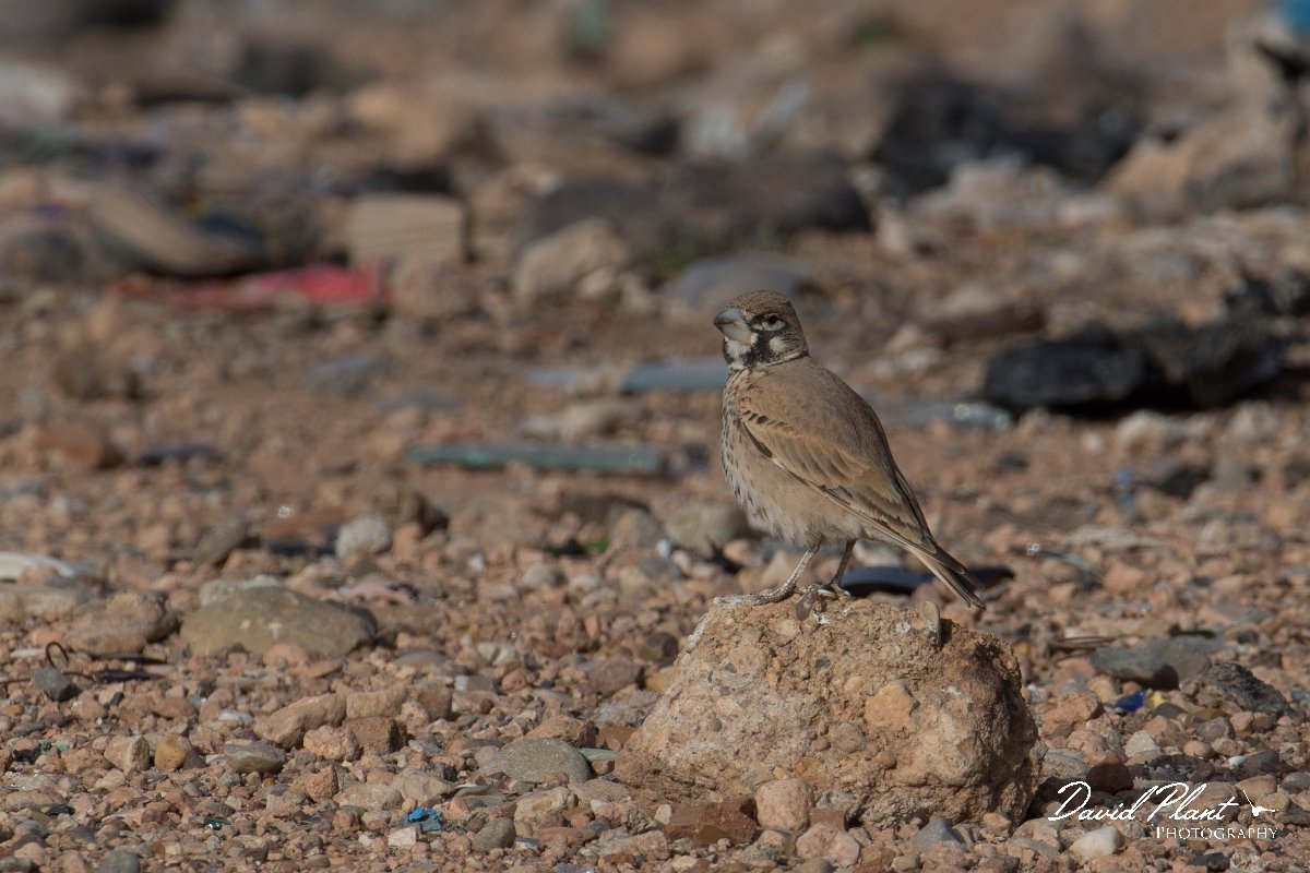 DPPhotography - Morocco - Thick-billed lark - I.jpg - Thick-billed lark - Tagdilt dump, Morocco