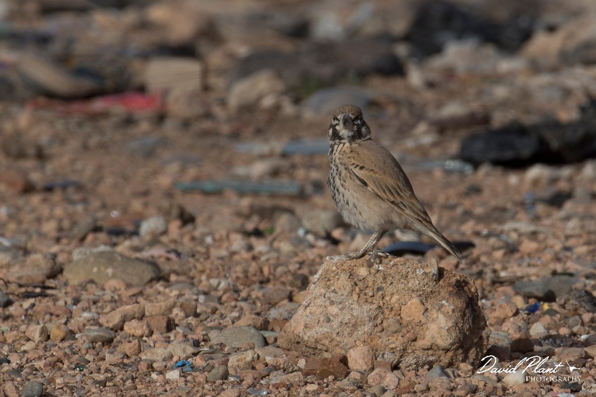 DPPhotography - Morocco - Thick-billed lark - J.jpg - Thick-billed lark - Tagdilt dump, Morocco