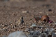 DPPhotography - Morocco - Thick-billed lark - A
