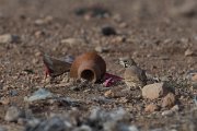 DPPhotography - Morocco - Thick-billed lark - B
