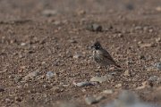 DPPhotography - Morocco - Thick-billed lark - C