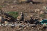 DPPhotography - Morocco - Thick-billed lark - E