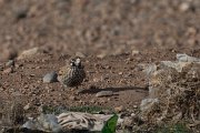 DPPhotography - Morocco - Thick-billed lark - F