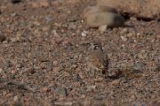 DPPhotography - Morocco - Thick-billed lark - G