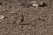 DPPhotography - Morocco - Thick-billed lark - H