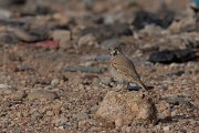 DPPhotography - Morocco - Thick-billed lark - I