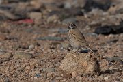 DPPhotography - Morocco - Thick-billed lark - J