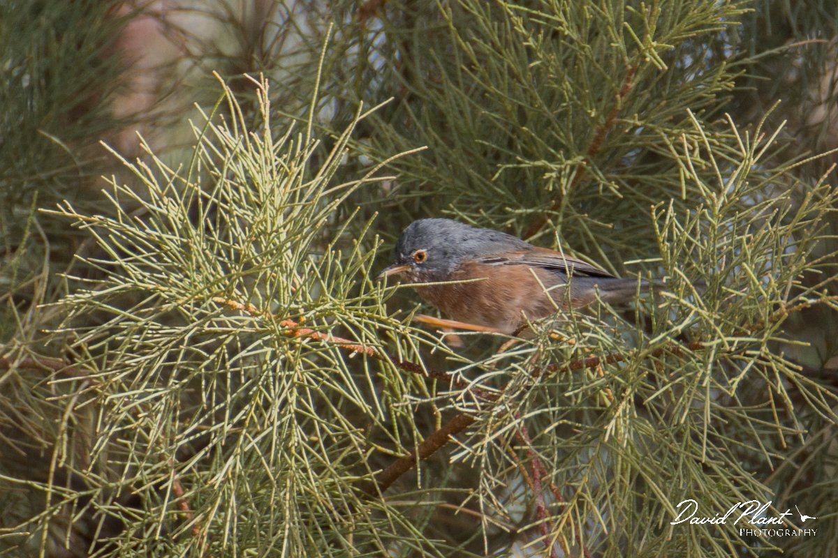 DPPhotography - Morocco - Tristram's warbler - A.jpg - Tristram's warbler - Sahara Desert, Morocco