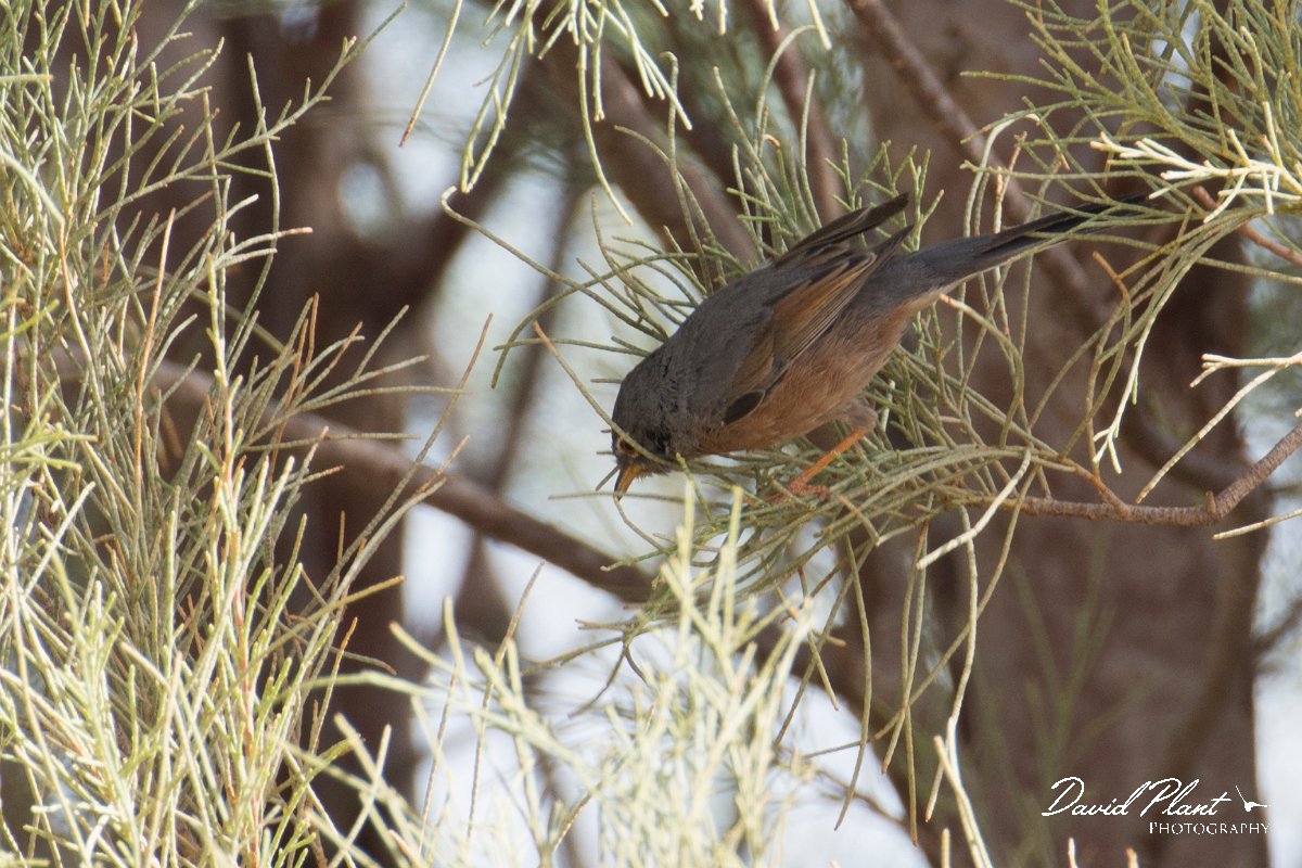 DPPhotography - Morocco - Tristram's warbler - B.jpg - Tristram's warbler - Sahara Desert, Morocco