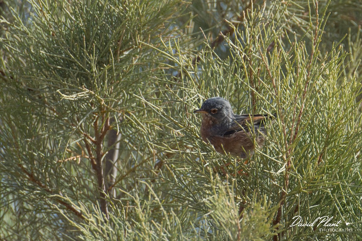 DPPhotography - Morocco - Tristram's warbler - C.jpg - Tristram's warbler - Sahara Desert, Morocco