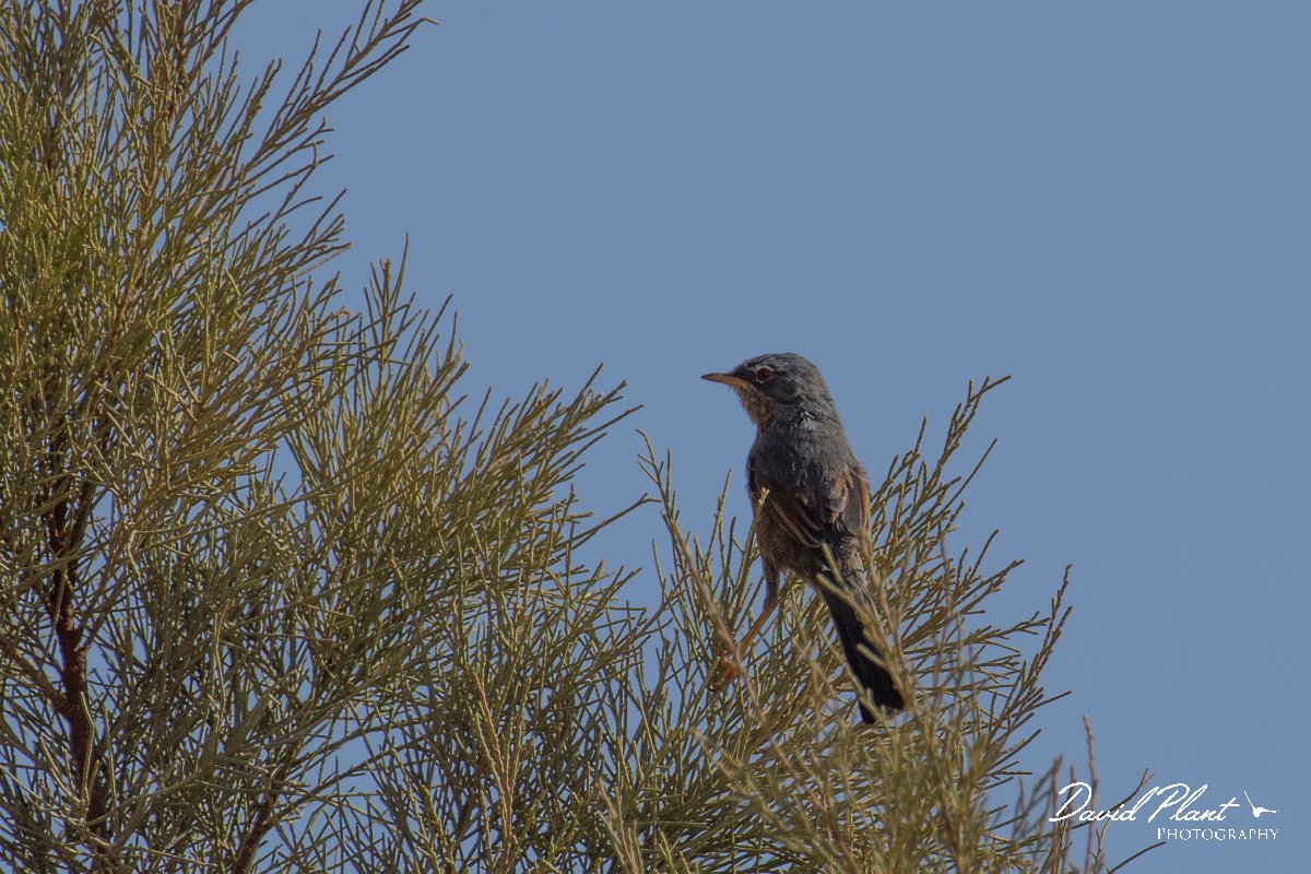 DPPhotography - Morocco - Tristram's warbler - D.jpg - Tristram's warbler - Sahara Desert, Morocco