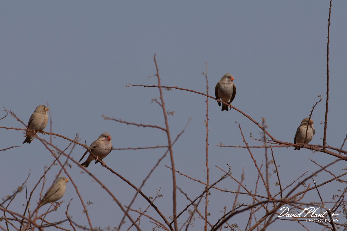 DPPhotography - Morocco - Trumpeter finch - A.jpg - Trumpeter finch - Sahara Desert, Morocco