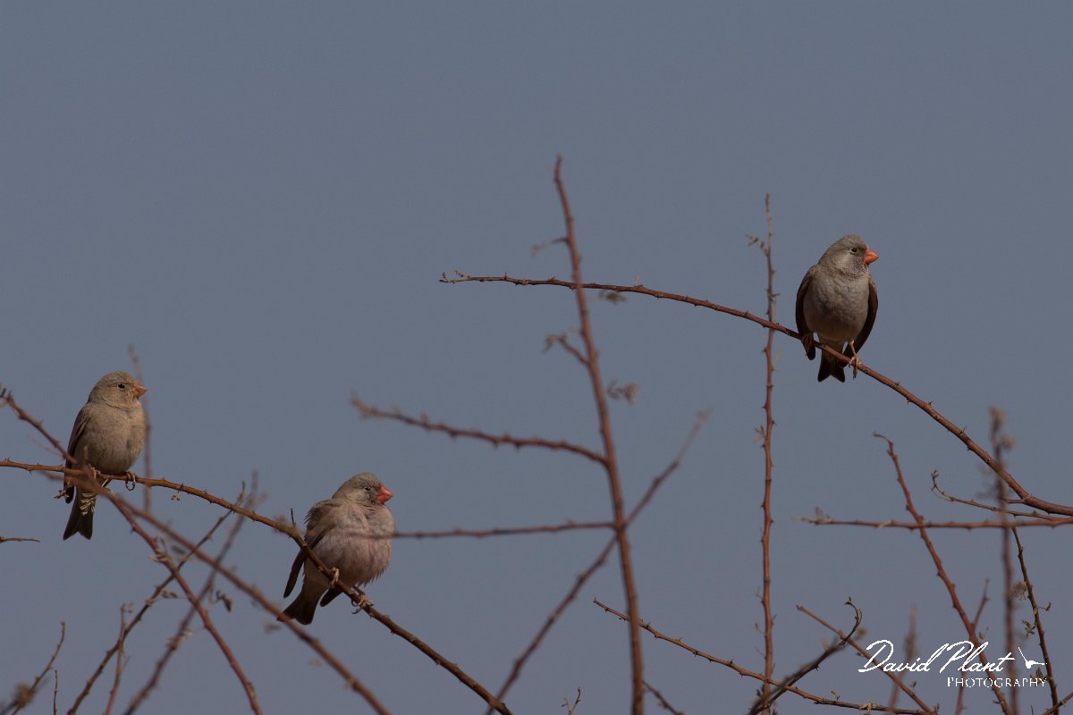 DPPhotography - Morocco - Trumpeter finch - B.jpg - Trumpeter finch - Sahara Desert, Morocco