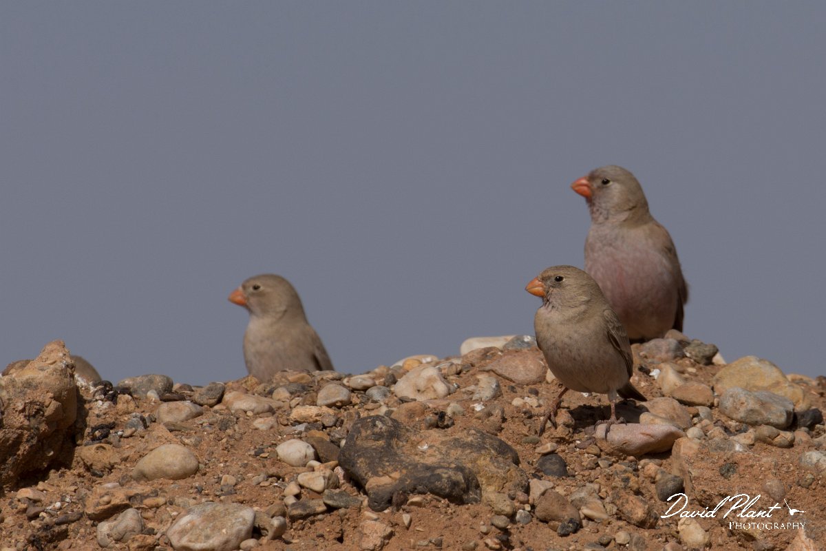 DPPhotography - Morocco - Trumpeter finch - D.jpg - Trumpeter finch - Sahara Desert, Morocco