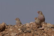 DPPhotography - Morocco - Trumpeter finch - D
