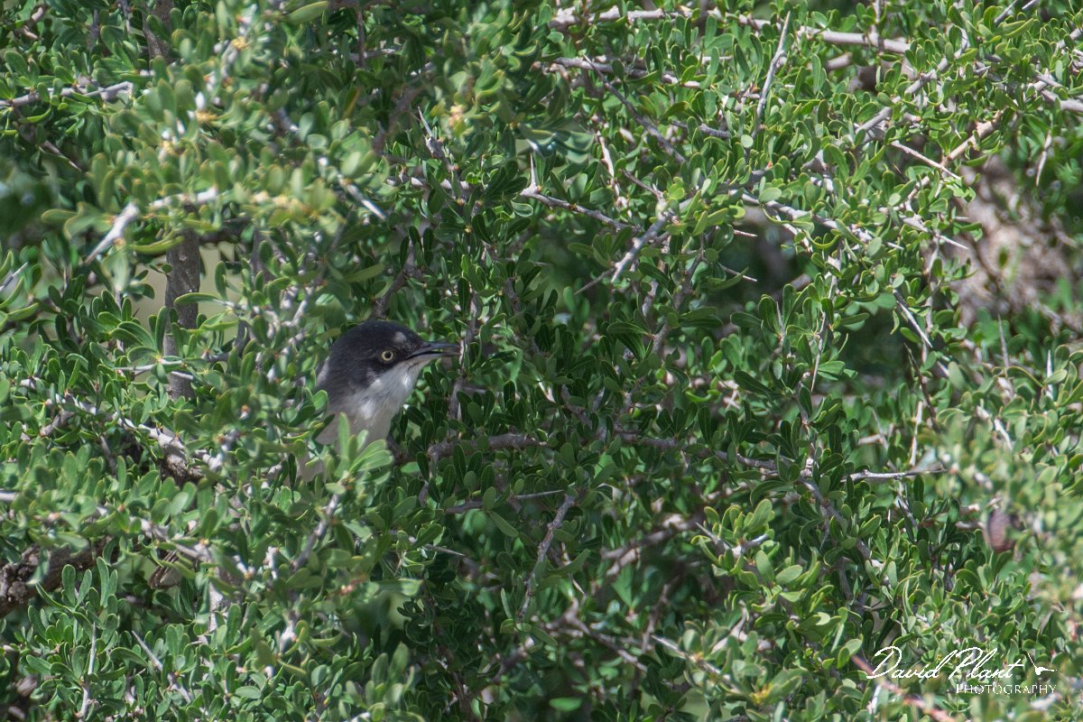DPPhotography - Morocco - Western orphean warbler - A.jpg - Western orphean warbler - Sous Valley, Morocco
