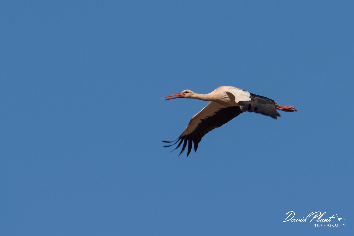 DPPhotography - Morocco - White stork - A.jpg - White stork - Barrage el Manousr, Morocco