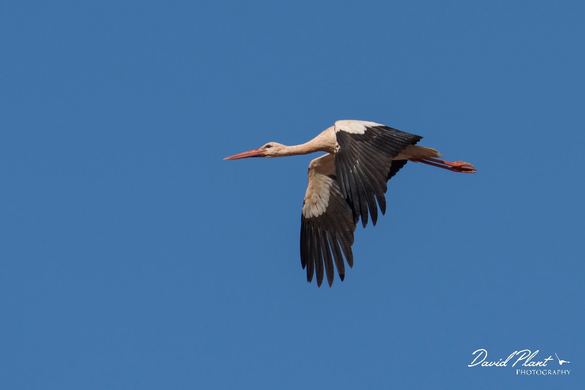 DPPhotography - Morocco - White stork - B.jpg - White stork - Barrage el Manousr, Morocco