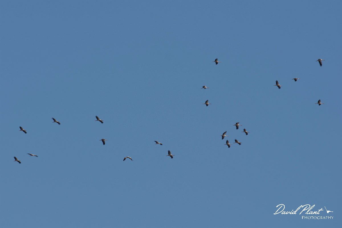 DPPhotography - Morocco - White stork - C.jpg - White stork - Barrage el Manousr, Morocco
