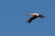 DPPhotography - Morocco - White stork - A